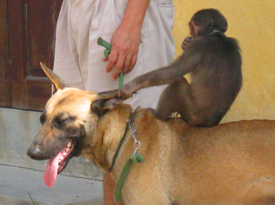 Monkey rides dog