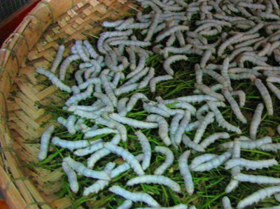Silkworms on Mulberry Leaves
