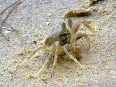 Sand Crab At Ko Kood Beach