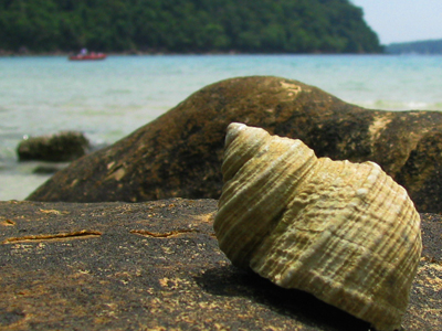 Seashell On Ko Kood Beach