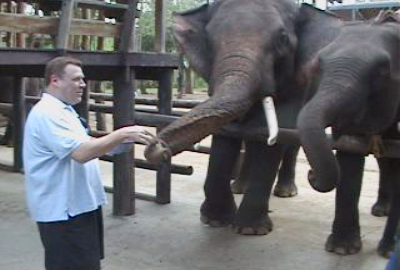 Feeding The Elephants