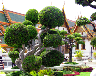 Topiary Tree In Bangkok