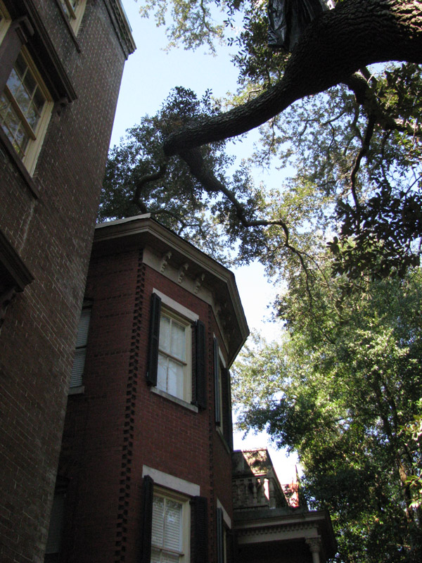 Savannah